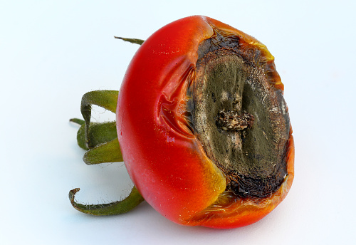 Uneven watering practices, too much nitrogen, and temperature fluctuations are contributing factors for Blackened Fruit End in Tomatoes.
