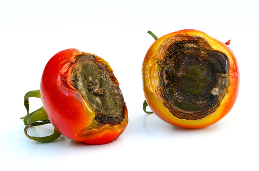 Uneven watering practices, too much nitrogen, and temperature fluctuations are contributing factors for Blackened Fruit End in Tomatoes.