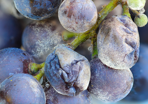 Macro shot of rotten grapes in their package.