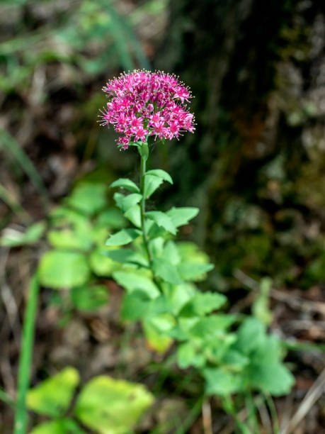 istock A beautiful pink forest flower among the grass 2006728283