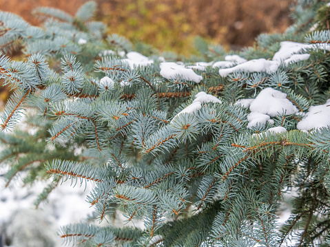 Green fir branches in winter covered with snow. Branches of fir tree as background, closeup. Christmas background. Frosty spruce branches. Outdoor with snowy winter nature. Forest landscape. Frosty spruce branches. Outdoor with snowy winter nature