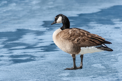 The Canada goose (Branta canadensis) is a large goose with a black head and neck, white cheeks, white under its chin, and a brown body.  It is native to the arctic and temperate regions of North America.  This goose was photographed while standing on the ice at Walnut Canyon Lakes in Flagstaff, Arizona, USA.