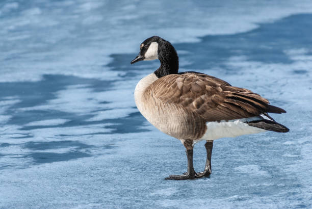 Canada Goose Walking on the Ice stock photo