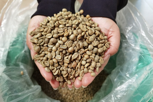 Dried coffee beans in hand