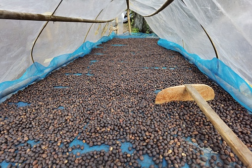 Coffee beans drying in the sun