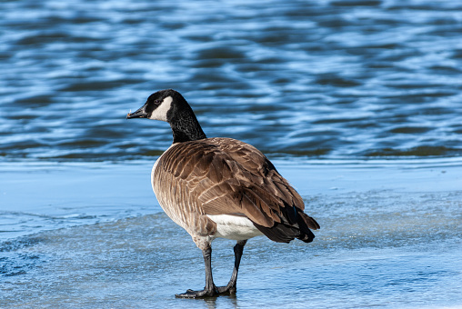 The Canada goose (Branta canadensis) is a large goose with a black head and neck, white cheeks, white under its chin, and a brown body.  It is native to the arctic and temperate regions of North America.  This goose was photographed while standing on the ice at Walnut Canyon Lakes in Flagstaff, Arizona, USA.