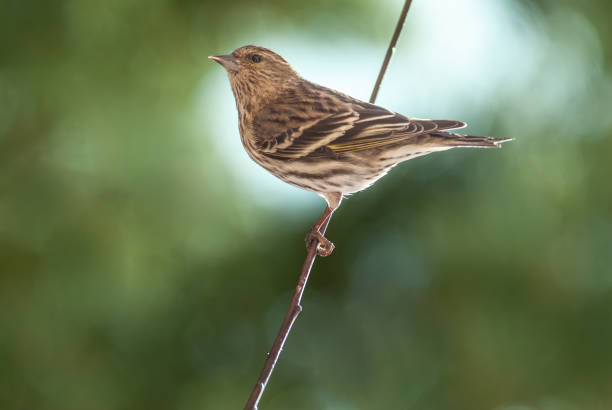 Pine Siskin Hanging onto on a Branch stock photo