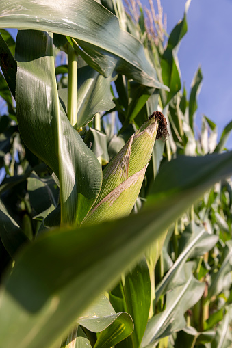 green corn with large ears before ripening, tall green corn in the summer in the field