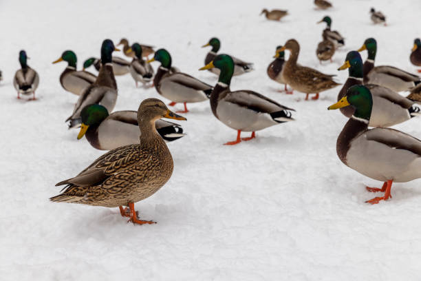 wild ducks in the snow in winter, a flock of ducks in the snow during wintering in Europe