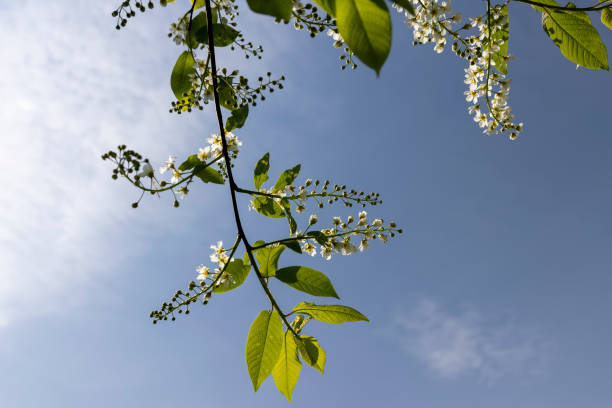 istock a flowering cherry tree in the spring season, a spring park 2006770649