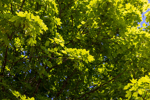 green foliage on a maple tree in spring, a maple tree in sunny weather against a blue sky background