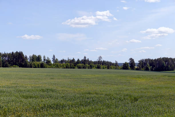 A serene landscape featuring a vast green meadow bordered by a dense forest under a bright blue sky with scattered clouds. The lush greenery and tranquil. beauty of nature on a clear day