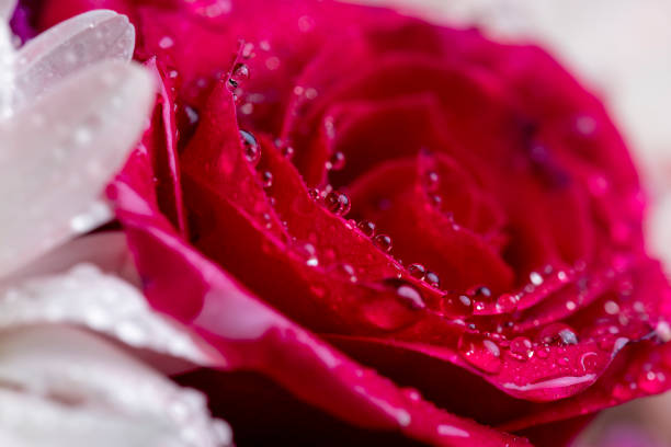 a red rose with water drops on it