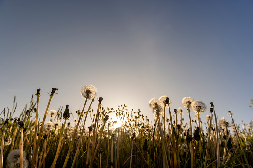 a large number of white dandelions at sunset, a field with white dandelion flowers in the back lighting