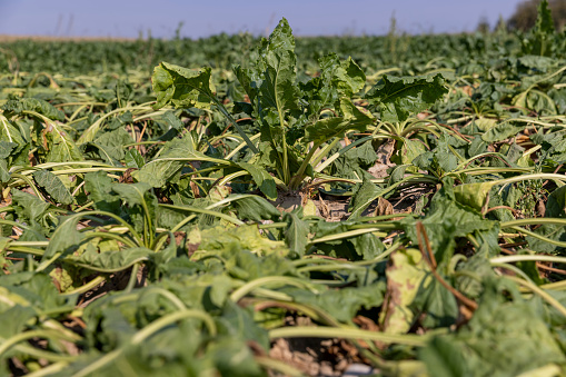 a field with withered beets during heat and drought, a field where the beet crop dries up from the heat and lack of rains in summer
