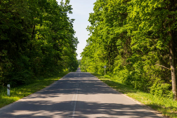 paved road with trees in the forest in sunny weather, trees along the paved road for cars