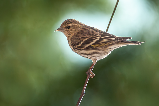 The Pine Siskin (Spinus pinus) is a North American bird in the finch family.  In Northern Arizona they are a common feeder bird throughout the winter.  This bird was photographed while hanging onto a branch at Walnut Canyon Lakes in Flagstaff, Arizona, USA.