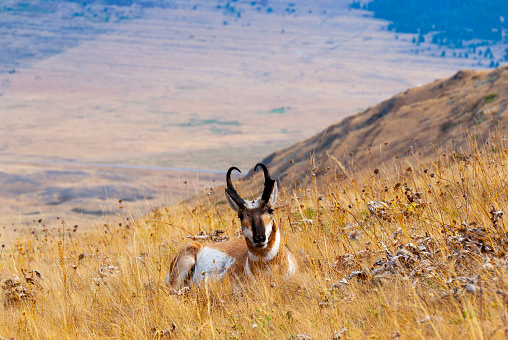 The Pronghorn (Antilocapra americana) is a species of artiodactyl (even-toed, hoofed) mammal native to interior western and central North America. Although it is commonly thought of and called an antelope it is not a true antelope.  The pronghorn is the only surviving member of the Antilocapridae family and has been in North America for over a million years. The pronghorn has a similar body shape to a deer but stockier and shorter legged.  Both males and females grow horns but the male horns are larger.  The horns are shed each year as the new horns grow from underneath.  The pronghorn weighs between 90 and 120 pounds and stands about 3 1/2 feet tall at the shoulder.  It has a tan to reddish brown body with white markings throughout.  The pronghorn is the fastest land mammal in the Western Hemisphere.  Its great speed enables the pronghorn to outrun most predators.  Pronghorns are migratory herd animals.  Their migration routes have been threatened by fencing and fragmentation of their habitat.  Pronghorns cannot jump over traditional barb wire fences like deer and elk can.  They try to pass underneath and sometimes get caught in the fencing.  Newer types of fencing have plastic pipe under the bottom strands which allows the animals to pass through.  Pronghorns are quite numerous and in some areas like Wyoming and northern Colorado the pronghorn population at times has exceeded the human population.  This pronghorn was photographed on Antelope Ridge in the National Bison Range near Charlo, Montana, USA.