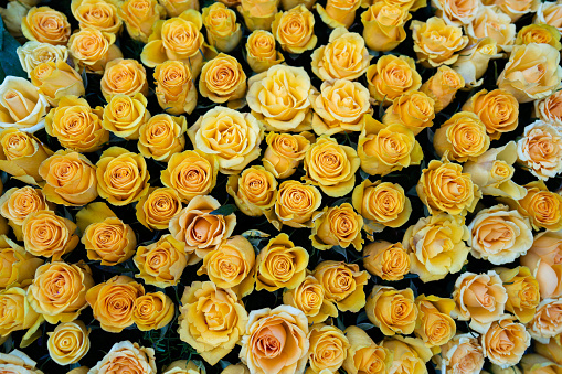 Fresh yellow roses for the Pasadena Rose Parade floats.