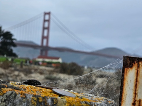 Spider web focus with backdrop of golden gate bridge San Francisco California