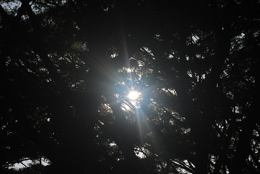 Image of sunlight shining through the trees.