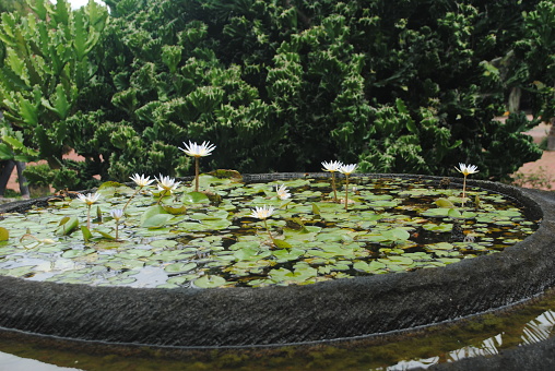 Nymphaeaceae is a family of flowering plants, commonly called water lilies. They live as rhizomatous aquatic herbs in temperate and tropical climates around the world. The family contains five genera with about 70 known species.