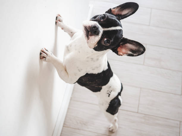 Cute puppy standing on its hind legs