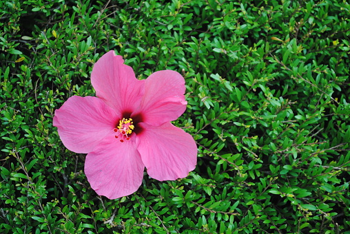Hibiscus which bloomed in Miyako Island (Miyakojima), Okinawa, Japan. Hibiscus is widely popular as a plant dressed in tropical imagery.