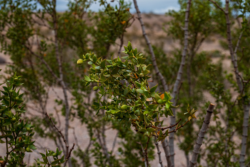 Small desert bush with numerous tiny leaves