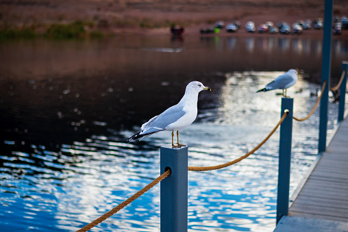 Seagull perched daintily on a pier's rope
