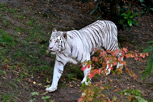 white tiger in action at Songkhla zoo Thailand