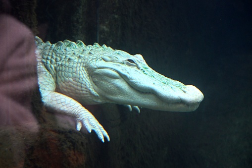 Gators are staring with round yellow eyes. Devil eyes.