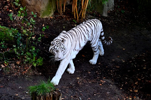 white tiger or bleached tiger is a leucistic pigmentation variant of the Bengal tiger, Siberian tiger and hybrids between the two.