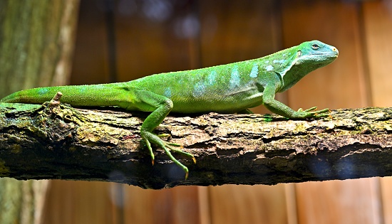 Close-up of mature Veiled chameleon hunts by shooting tongue at  praying mantis. Cone-head chameleon or Yemen chameleon (Chamaeleo calyptratus) and Transcaucasian tree mantis (Hierodula transcaucasica)