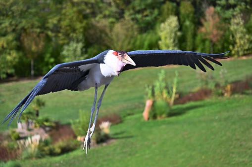 The marabou stork (Leptoptilos crumeniferus), also known as the African stork, is a stork species found in sub-Saharan Africa and is distributed south of the Sahara Desert. They inhabit wet and arid environments, including areas close to human habitation such as garbage dumps. African storks live in areas near rivers, lakes, swamps, grasslands and even human settlements. They are social, diurnal birds that fly slowly and heavily. They are sedentary and have a delicate, expandable pouch (throat pouch) under their neck used for courtship displays. Their diet consists primarily of carrion of various animals, but they also eat insects, fish, rodents, and birds.