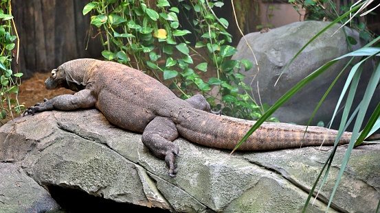 This is a Komodo dragon in the tropical rain forest.
