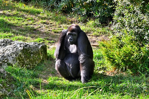 An HDR image of a male silver back gorilla sitting holding a piece of bamboo.