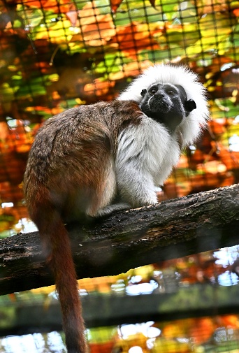 This is a guenon monkey that lives in the zoo.