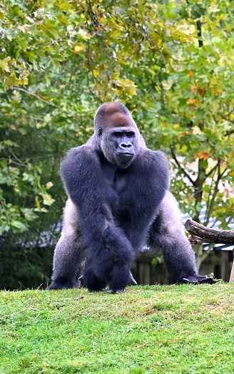 silverback gorilla family in wild on Uganda