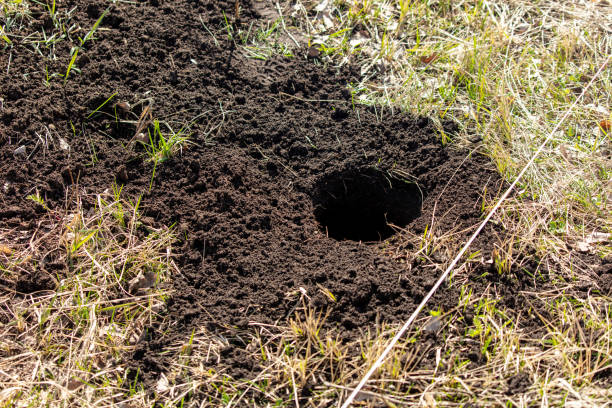 istock Mole hole in the ground, close-up of a molehill 2006841161