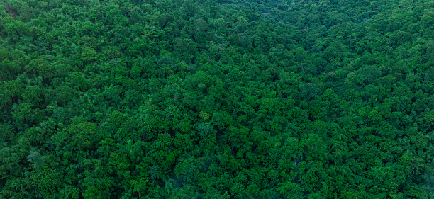 aerial view of mixed forest, green deciduous trees with mist clouds. The rich natural ecosystem of the rainforest concept is about conservation and natural reforestation