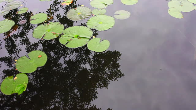 lily pads floating in pond