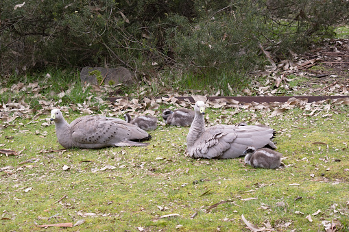 this is a portrait of a cape barren goose family, mother, father and the 3 goslings