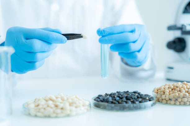 Scientist check chemical whole grains residues in laboratory. Control experts inspect the concentration of chemical residues. hazards, standard, prohibited substances, contaminate, Microbiologist