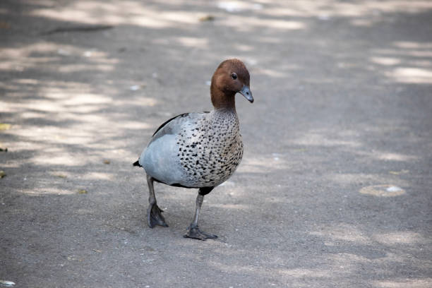 istock the male wood duck is walking along a path 2006851704