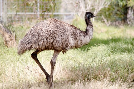 Emus are covered in primitive feathers that are dusky brown to grey-brown with black tips. The Emu's neck is bluish black and mostly free of feathers.