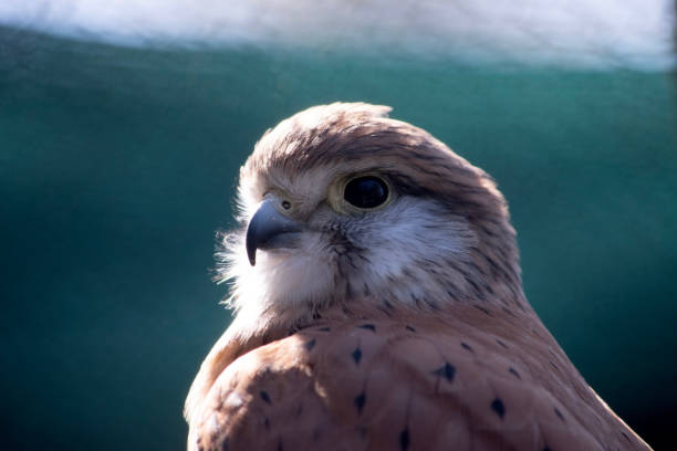 Kestrel Portrait