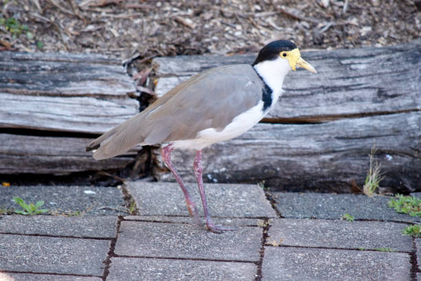 istock this is a side view of a masked lapwing 2006858000