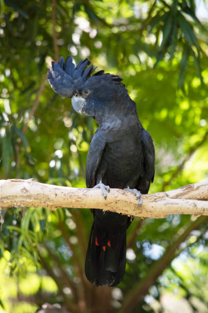 istock the red tailed black cockatoo is perched on a tree 2006859624
