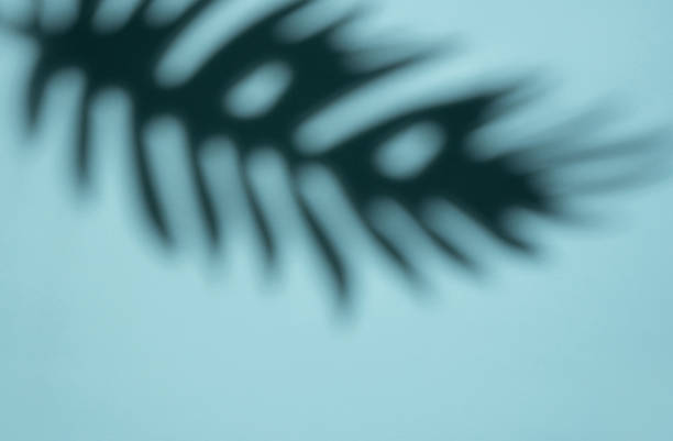 istock Abstract Shadow of a Tropical Leaf on a Light Blue Background in Soft Focus 2006870367
